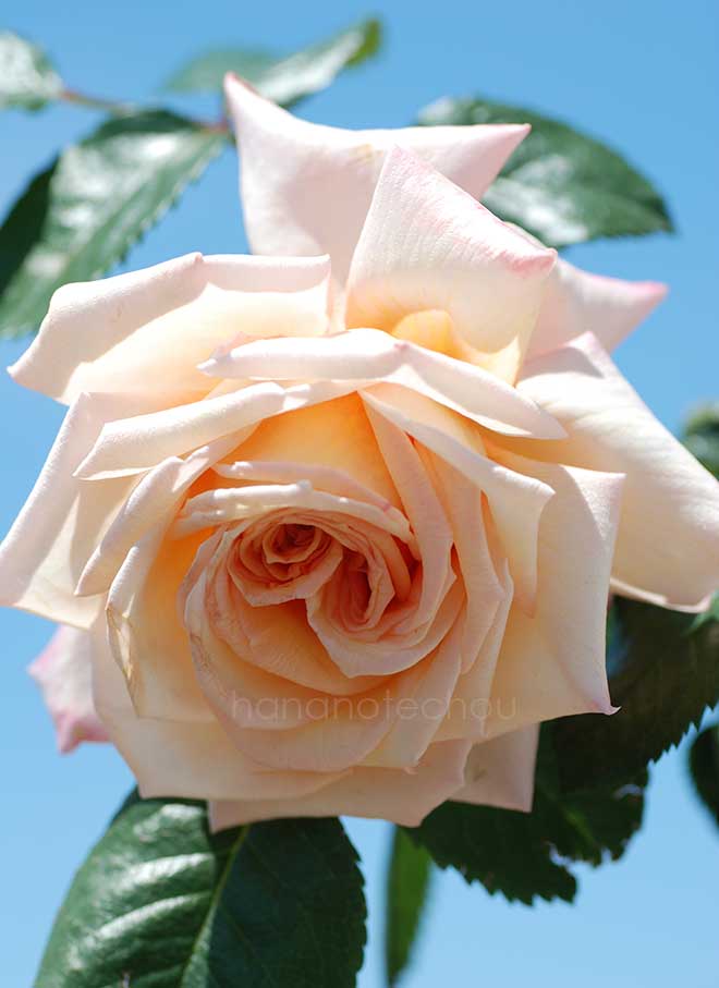 バラ バロック｜花の手帖の薔薇図鑑