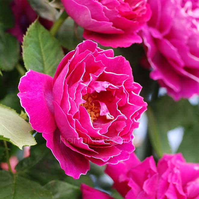 バラ バロン ジロー ドゥ ラン｜花の手帖の薔薇図鑑