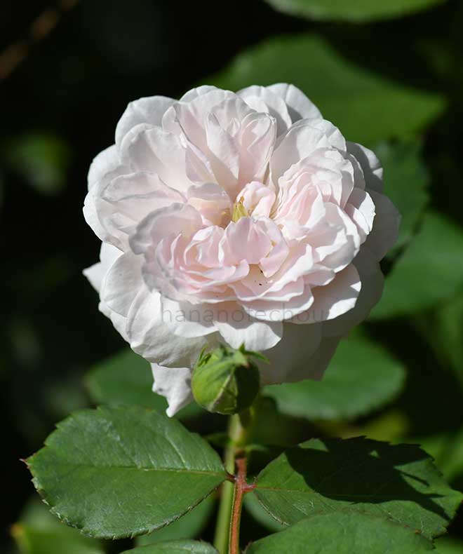 バラ バロン ドゥ メイナール｜花の手帖の薔薇図鑑