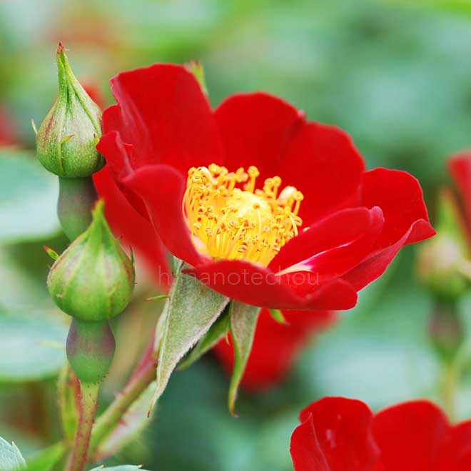 バラ バシーノ｜花の手帖の薔薇図鑑