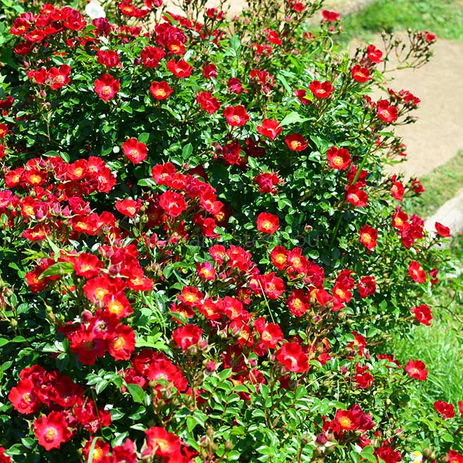 バラ バシーノ｜花の手帖の薔薇図鑑