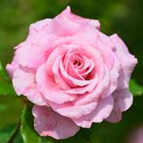 バラ ベリンダズドリーム｜花の手帖の薔薇図鑑