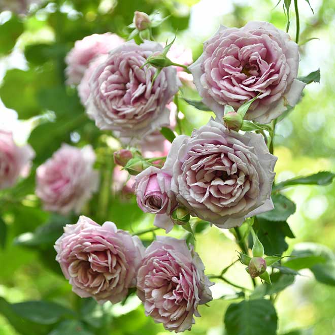 バラ ベラ ドンナ｜花の手帖の薔薇図鑑