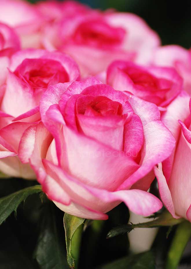 バラ ｜花の手帖の薔薇図鑑