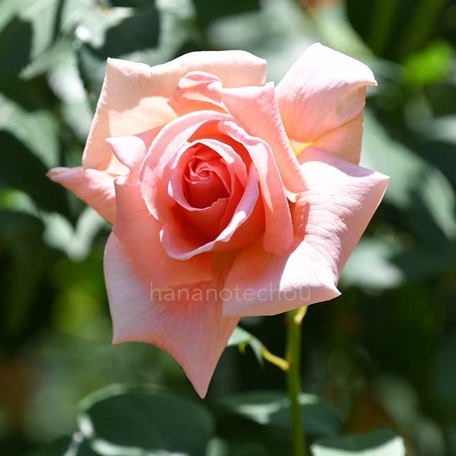 バラ ベル キュイヴレ｜花の手帖の薔薇図鑑