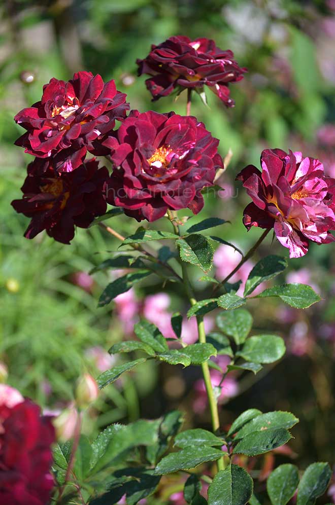 バラ ベル デスピヌーズ｜花の手帖の薔薇図鑑