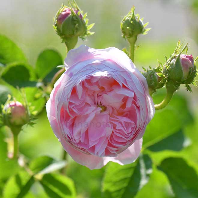 バラ ベル イジス｜花の手帖の薔薇図鑑