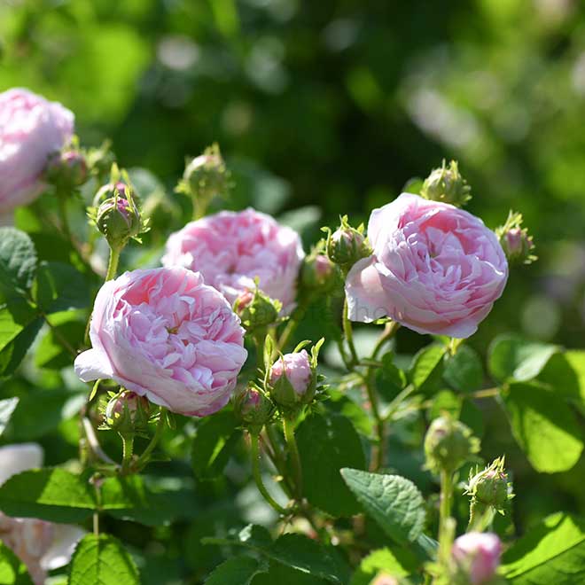 バラ ベル イジス｜花の手帖の薔薇図鑑