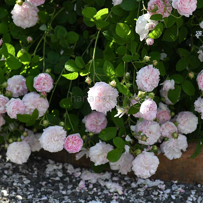 バラ ベル イジス｜花の手帖の薔薇図鑑