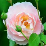 バラ ベル ストーリー｜花の手帖の薔薇図鑑