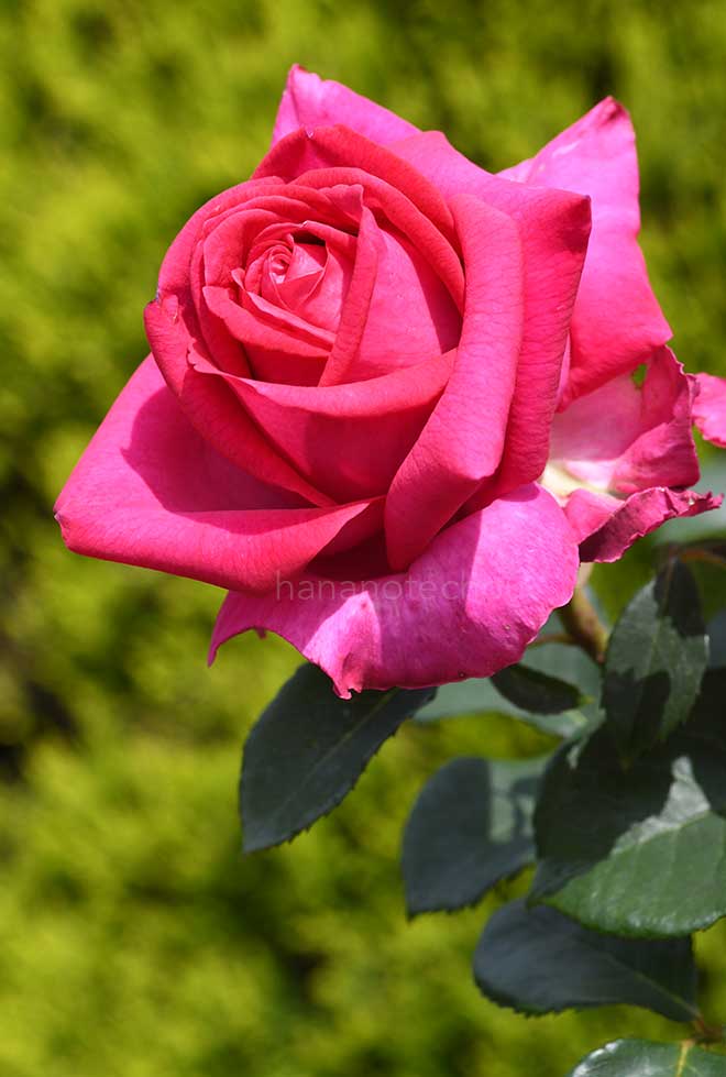 バラ 紅ケ谷｜花の手帖の薔薇図鑑