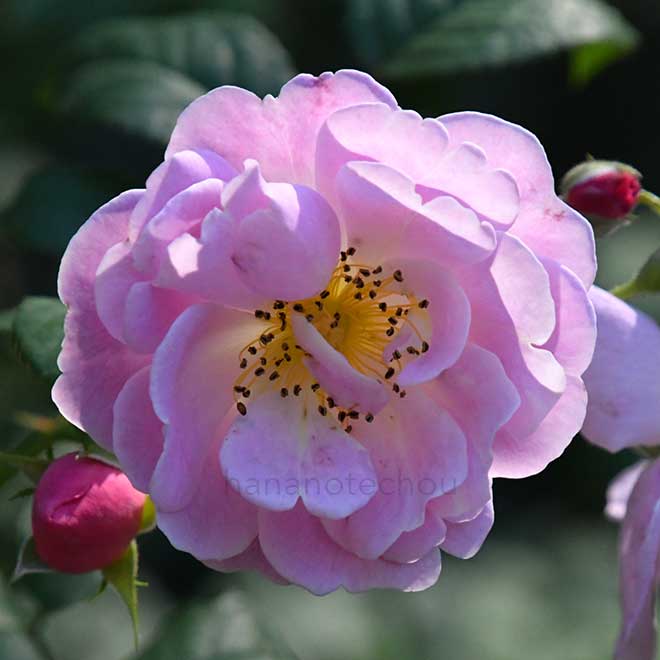 バラ ベルスーズ｜花の手帖の薔薇図鑑
