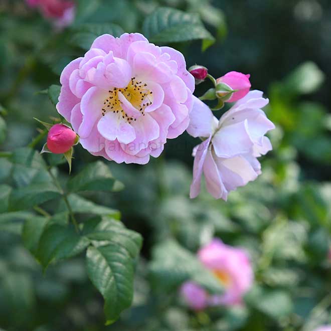 バラ ベルスーズ｜花の手帖の薔薇図鑑
