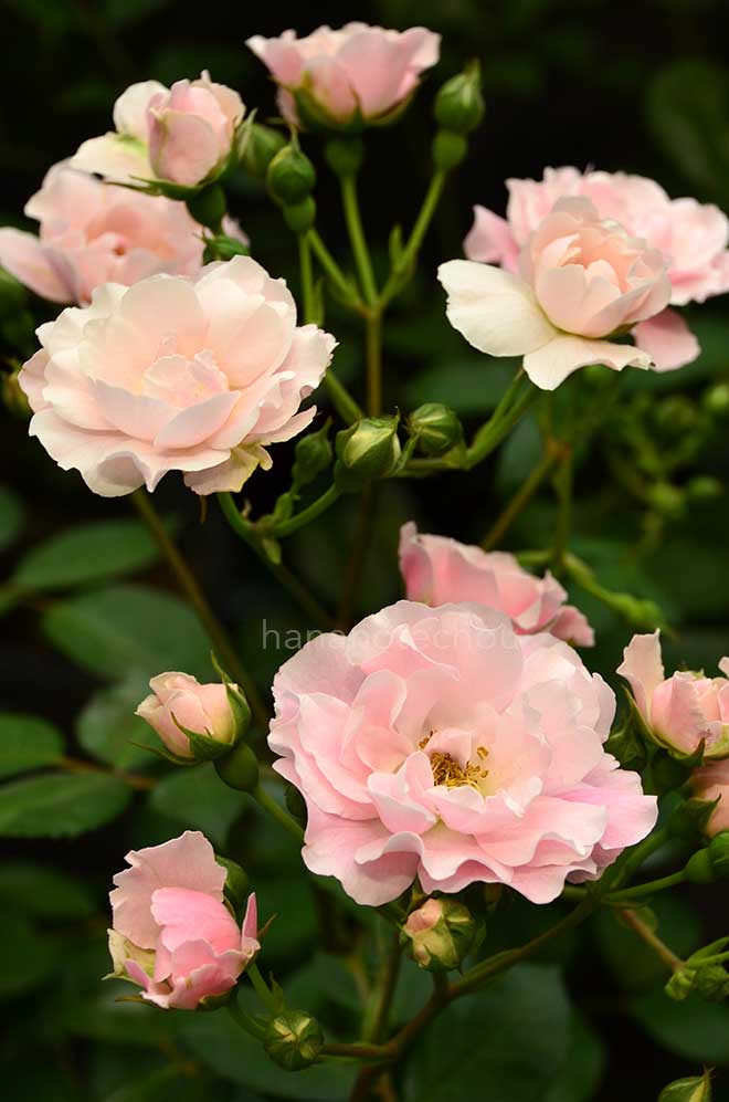 バラ ベレニーチェ｜花の手帖の薔薇図鑑