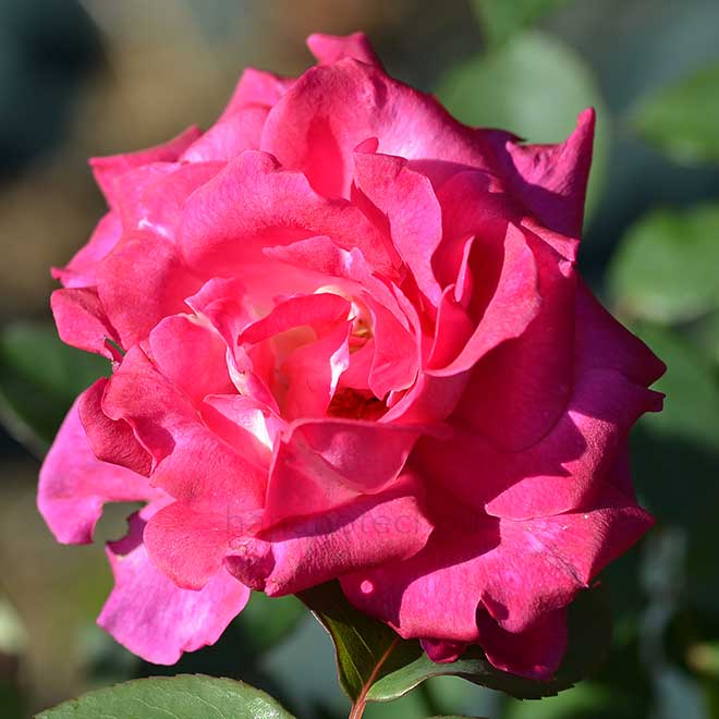 バラ ベター タイムズ｜花の手帖の薔薇図鑑