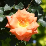 バラ ベッティーナ｜花の手帖の薔薇図鑑