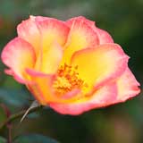 バラ ベティ ブープ｜花の手帖の薔薇図鑑