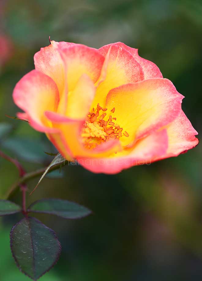 バラ ベティ ブープ｜花の手帖の薔薇図鑑