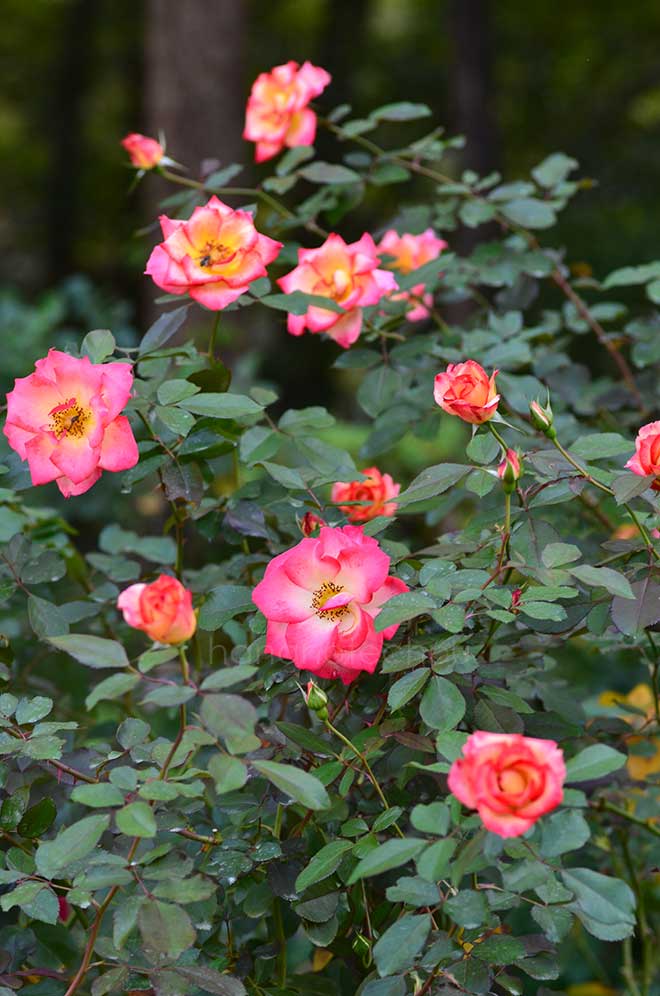バラ ベティ ブープ｜花の手帖の薔薇図鑑