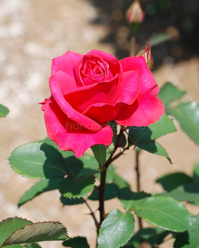 バラ ビッグ ドリーム｜花の手帖の薔薇図鑑