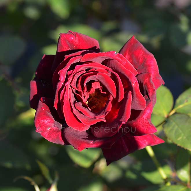 バラ ビッグレッド｜花の手帖の薔薇図鑑