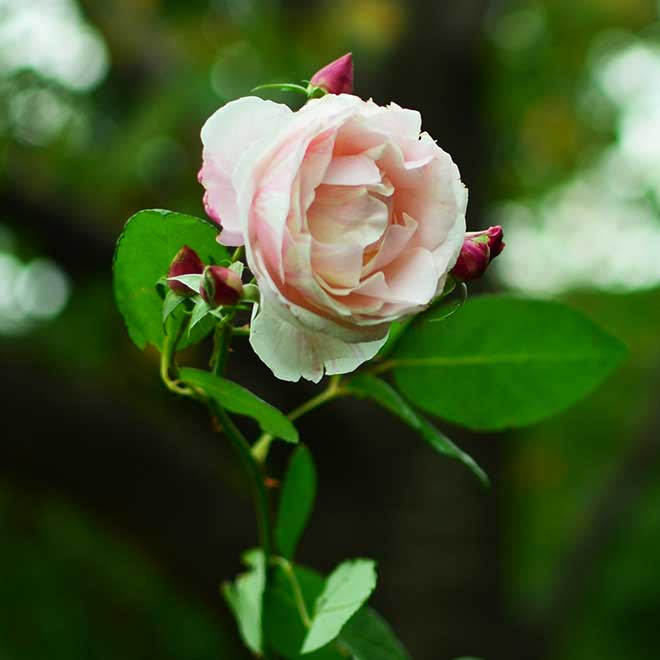 バラ ビエ ドゥー｜花の手帖の薔薇図鑑