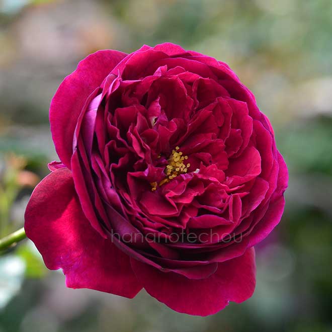 バラ ブラックベリー ニップ｜花の手帖の薔薇図鑑