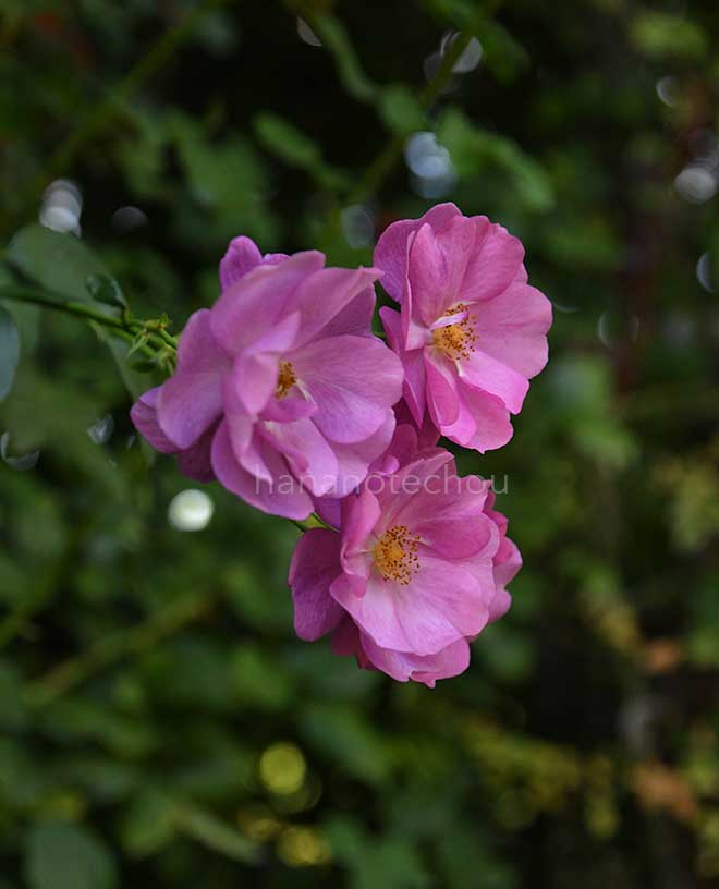 バラ ブラックカントリープライド｜花の手帖の薔薇図鑑