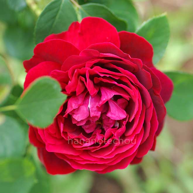 バラ ブラック プリンス｜花の手帖の薔薇図鑑