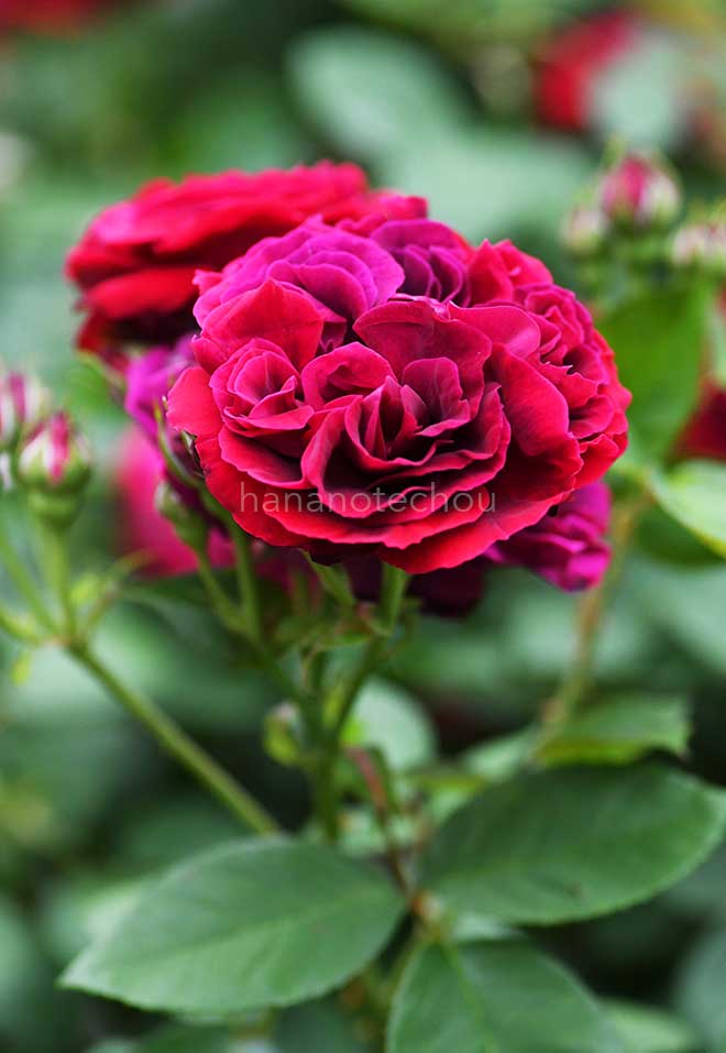 バラ ブラック プリンス｜花の手帖の薔薇図鑑