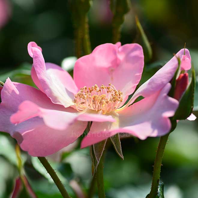 バラ ブレーズオブグローリー｜花の手帖の薔薇図鑑