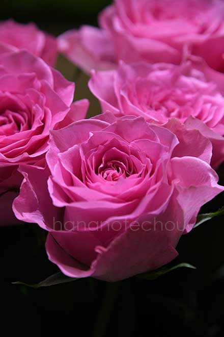 バラ ブロッサムピンク｜花の手帖の薔薇図鑑