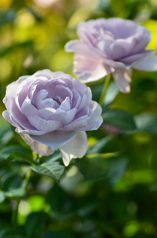 バラ ブルー バユー｜花の手帖の薔薇図鑑