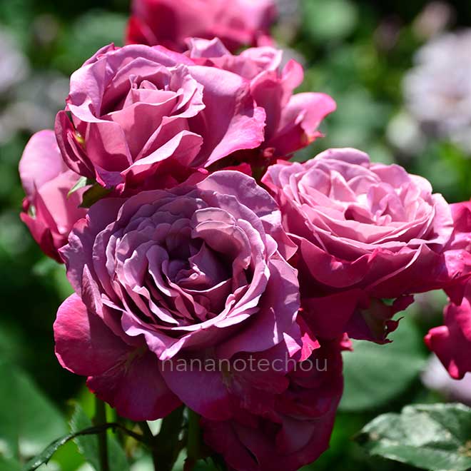 バラ ブルー チップ｜花の手帖の薔薇図鑑