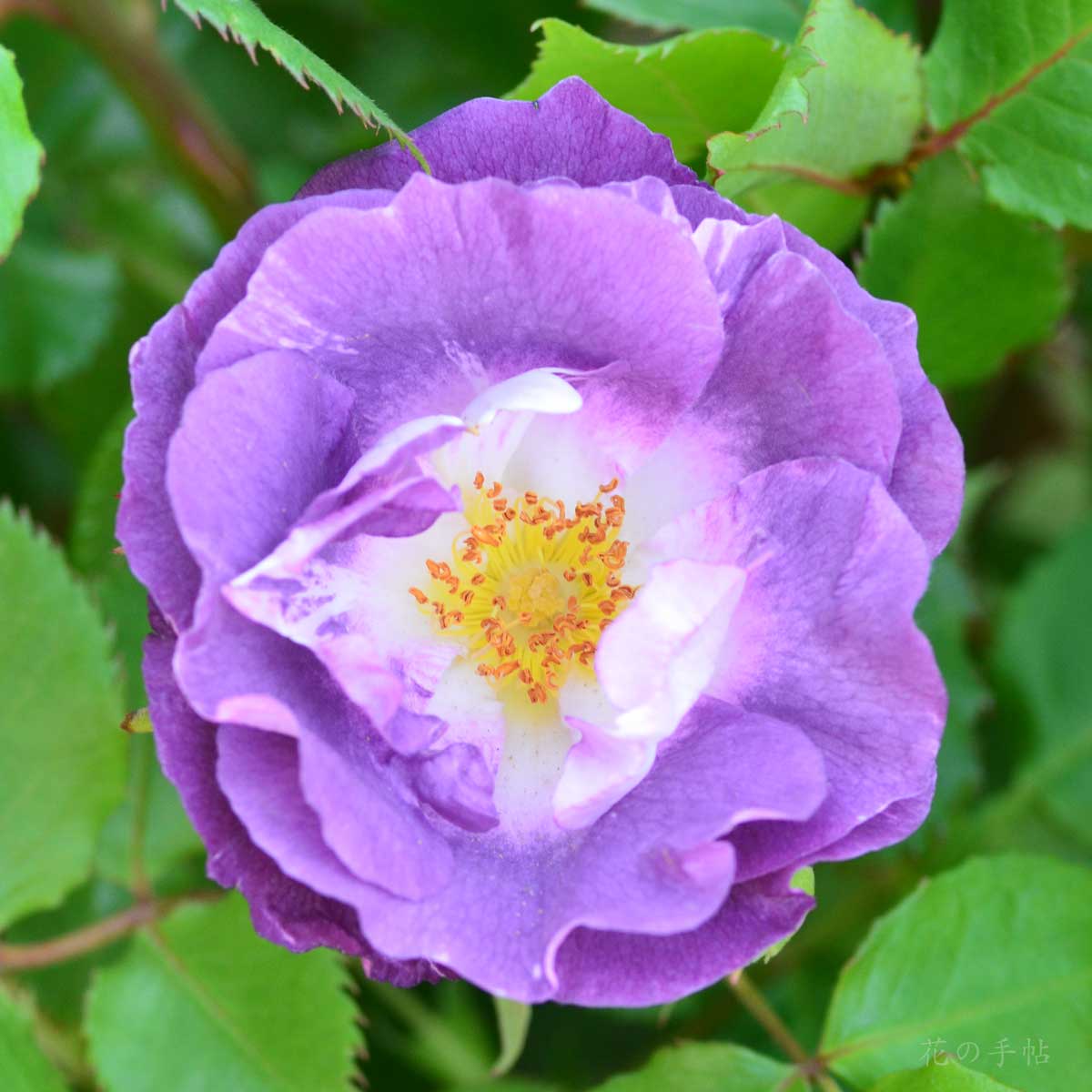 バラ ブルー フォー ユー｜花の手帖の薔薇図鑑