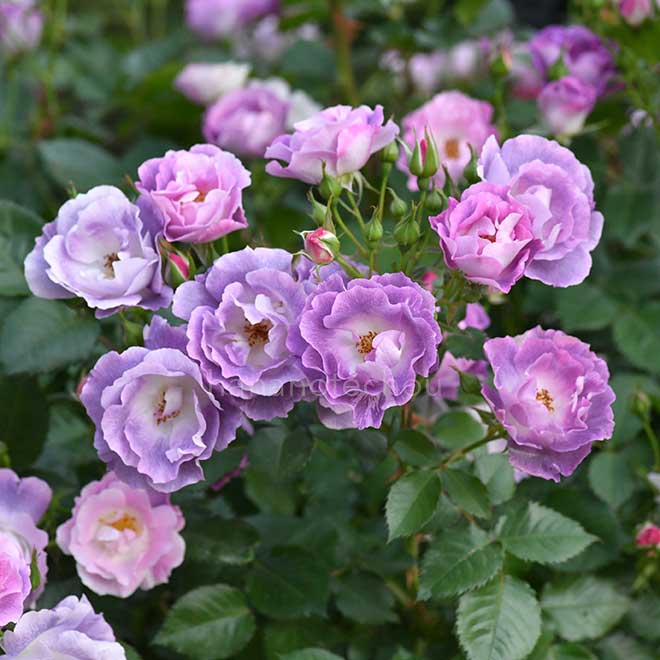 バラ ブルー フォー ユー｜花の手帖の薔薇図鑑