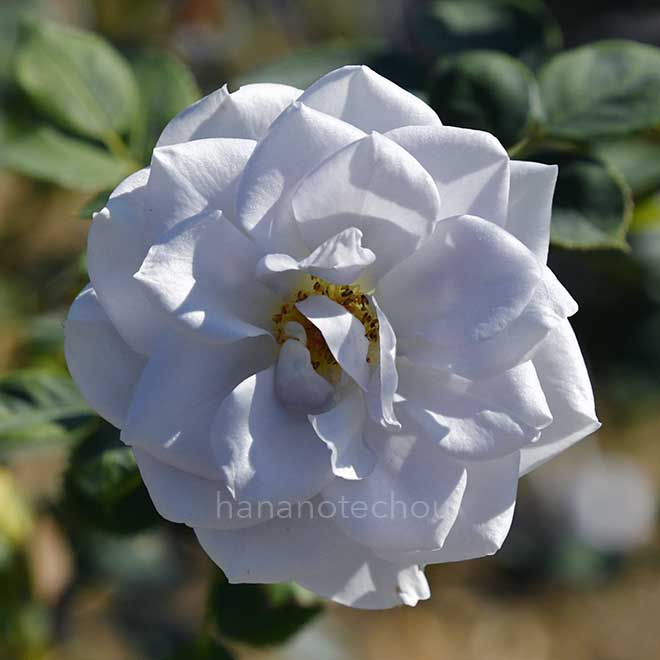 バラ ブルー グラビティ｜花の手帖の薔薇図鑑