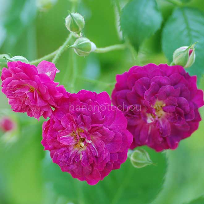 バラ ブルー マジェンタ｜花の手帖の薔薇図鑑