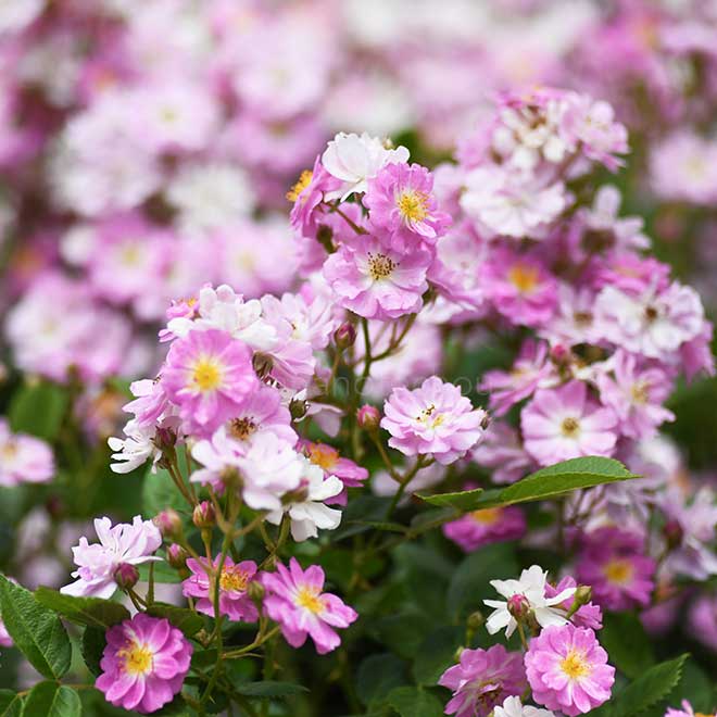 バラ ブルーミスト｜花の手帖の薔薇図鑑