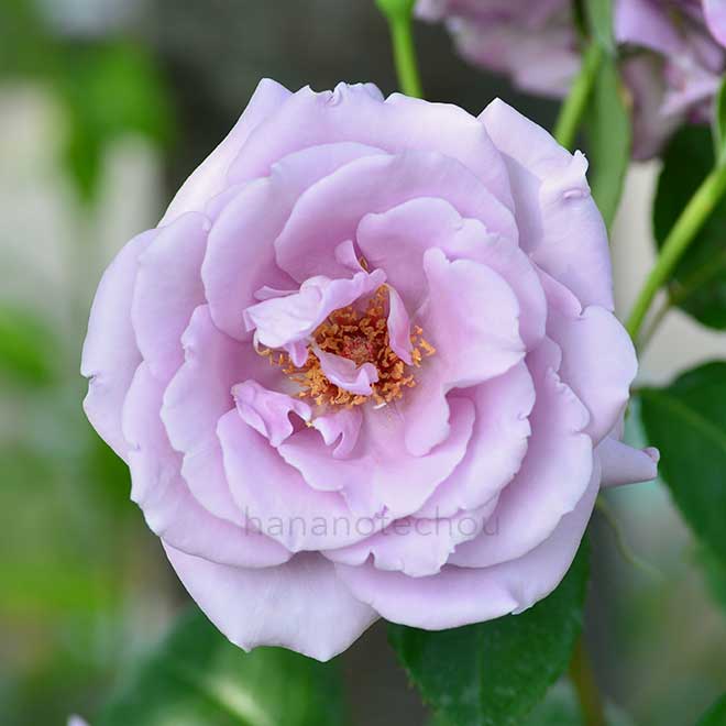 バラ ブルー ムーン｜花の手帖の薔薇図鑑
