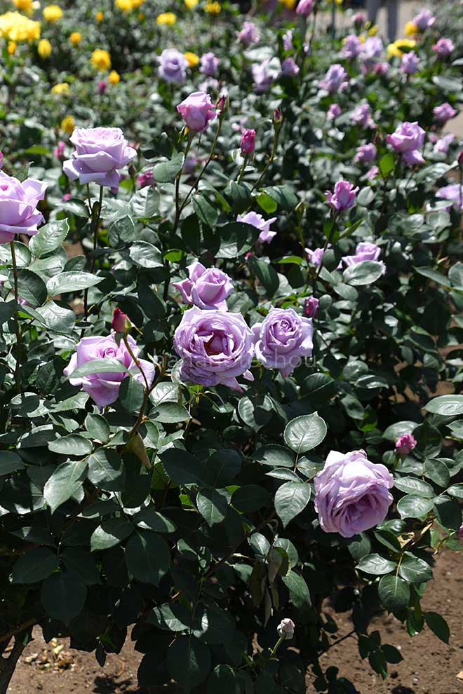 バラ ブルー ムーン｜花の手帖の薔薇図鑑