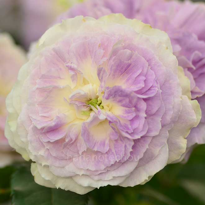 バラ ブルームーンストーン|花の手帖の薔薇図鑑