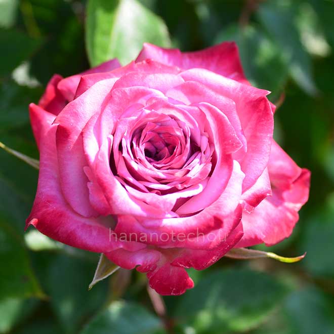 バラ ブルー オベーション｜花の手帖の薔薇図鑑