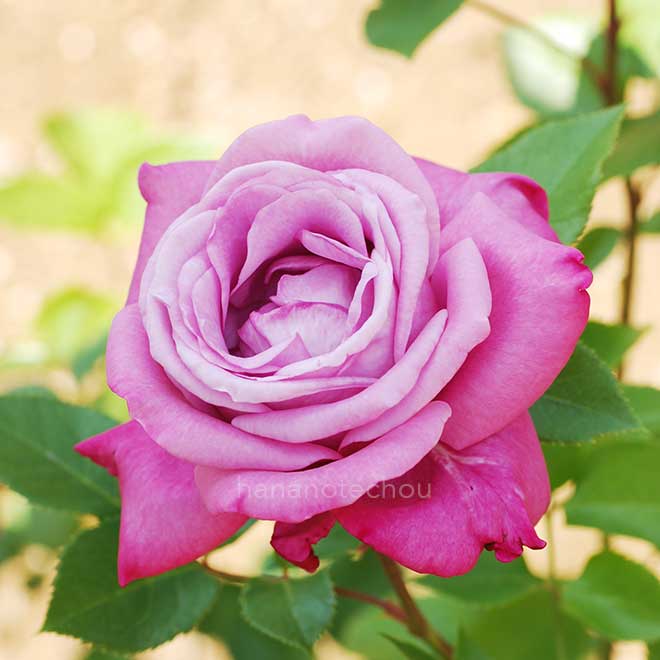 バラ ブルー パフューム｜花の手帖の薔薇図鑑