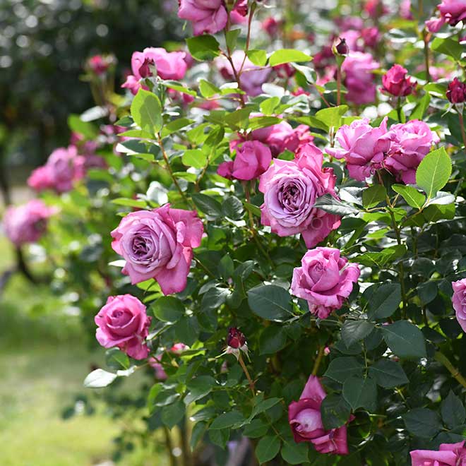 バラ ブルー パフューム｜花の手帖の薔薇図鑑