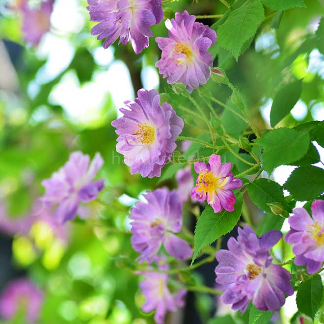 バラ ブルー ランブラー｜花の手帖の薔薇図鑑