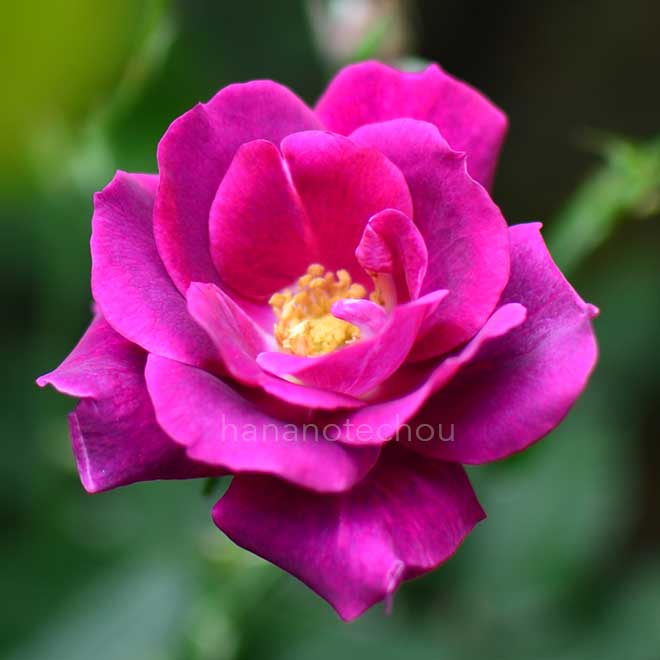 バラ ブルースハープ｜花の手帖の薔薇図鑑