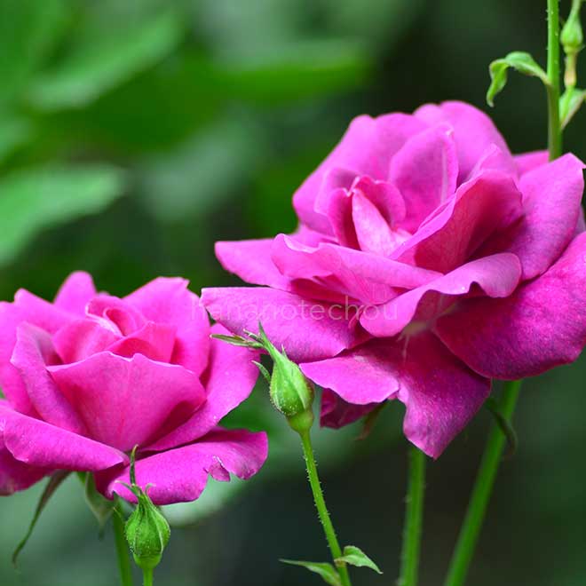 バラ ブルースハープ｜花の手帖の薔薇図鑑