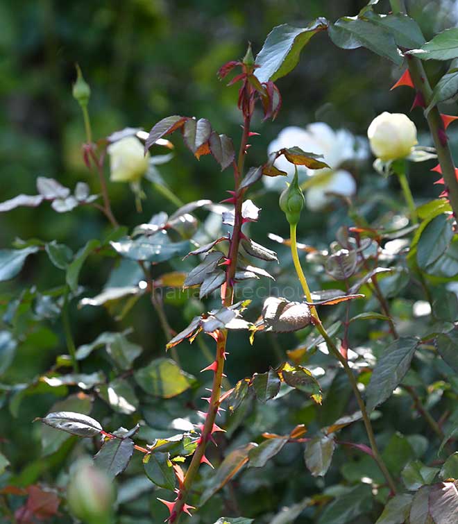バラ ボレロ｜花の手帖の薔薇図鑑