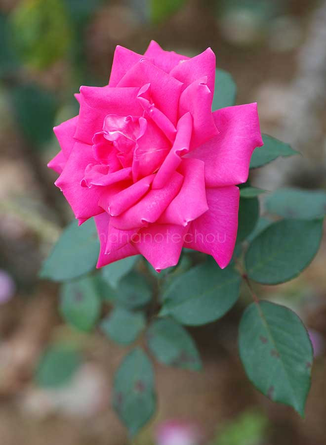 バラ ボニー スコットランド｜花の手帖の薔薇図鑑